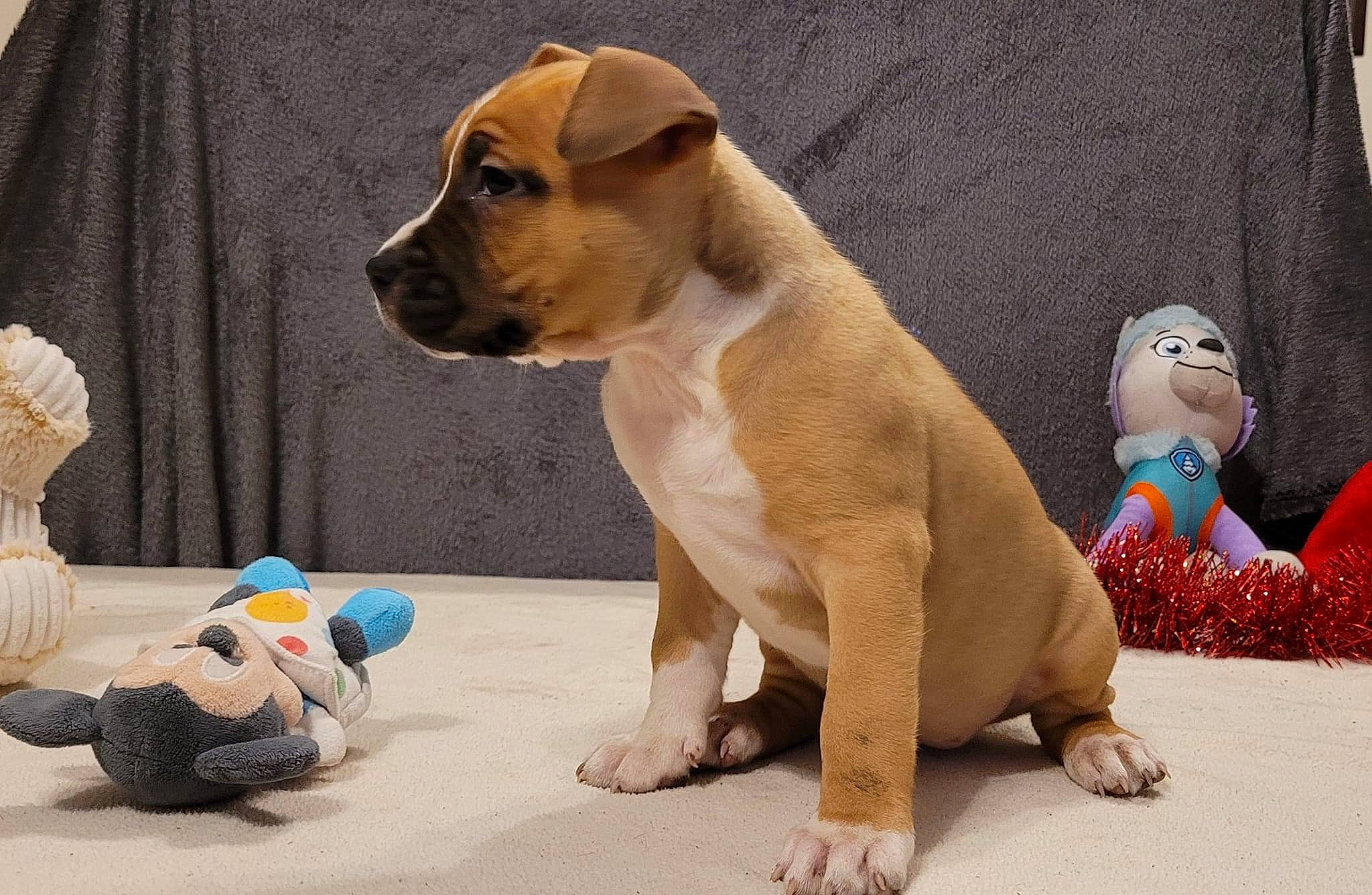 Stellaire participe au concours pour gagner de l'argent avec cette photo : carnivore, collar, companion_dog, dog, dog_breed, dog_supply, fawn, fur, paw, pet_supply, plush, snout, sporting_group, stuffed_toy, tail, terrestrial_animal, toy, toy_dog, whiskers, working_animal