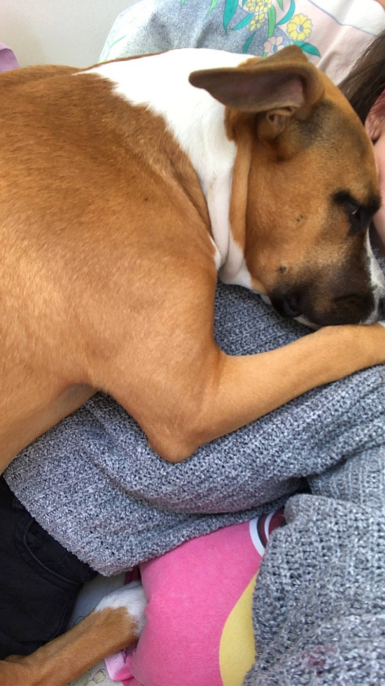 Stellaire participe au concours pour gagner de l'argent avec cette photo : abdomen, carnivore, comfort, companion_dog, dog, dog_breed, dog_supply, elbow, fawn, fur, human_leg, knee, linens, nap, paw, sporting_group, thigh, trunk, whiskers, working_animal