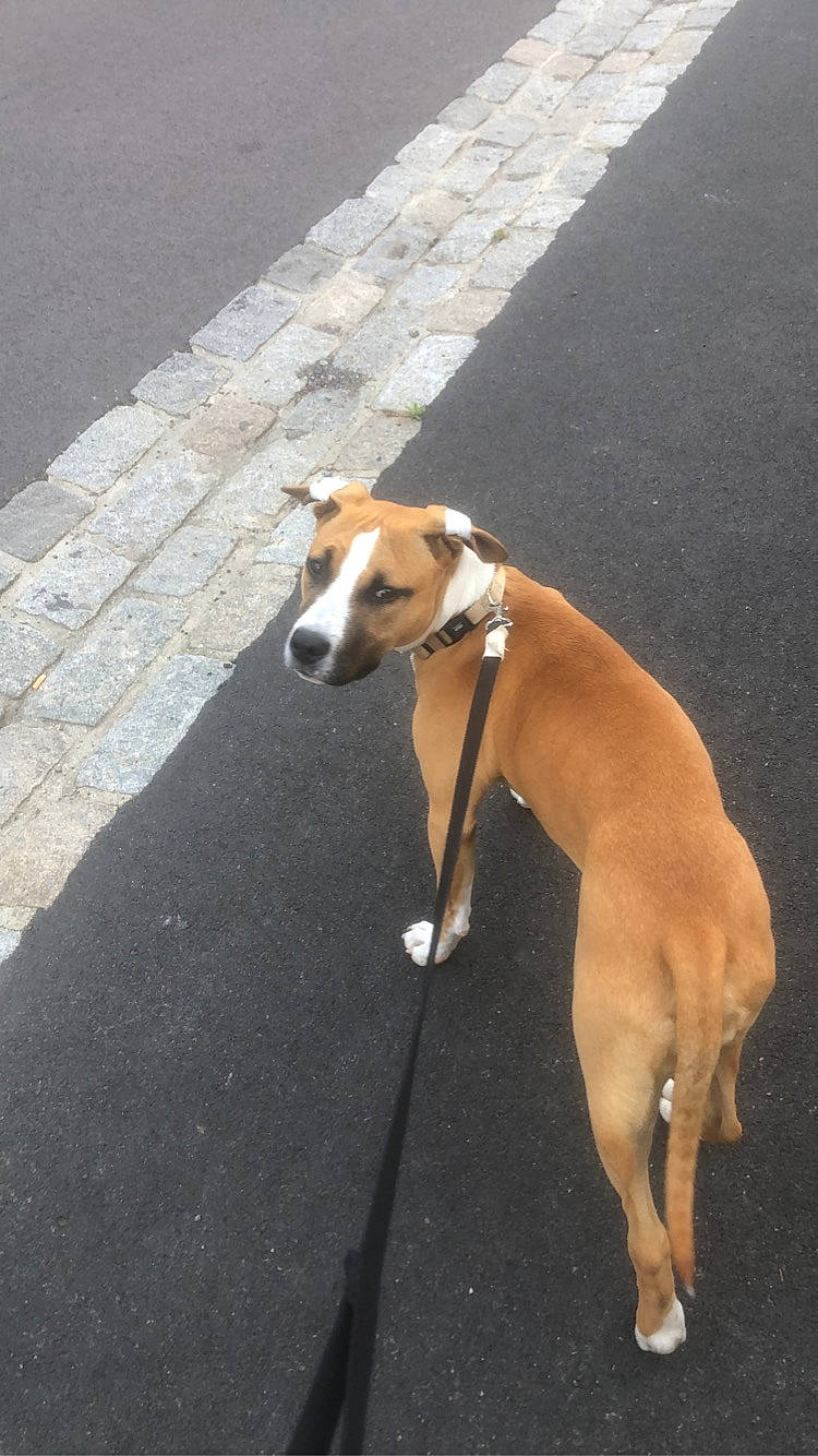 Stellaire a rejoint le concours — aidez-le/la à gagner de superbes lots ! asphalt, carnivore, collar, companion_dog, dog, dog_breed, dog_collar, dog_supply, fawn, flooring, non_sporting_group, paw, road_surface, sidewalk, sighthound, snout, sporting_group, tail, working_animal, working_dog