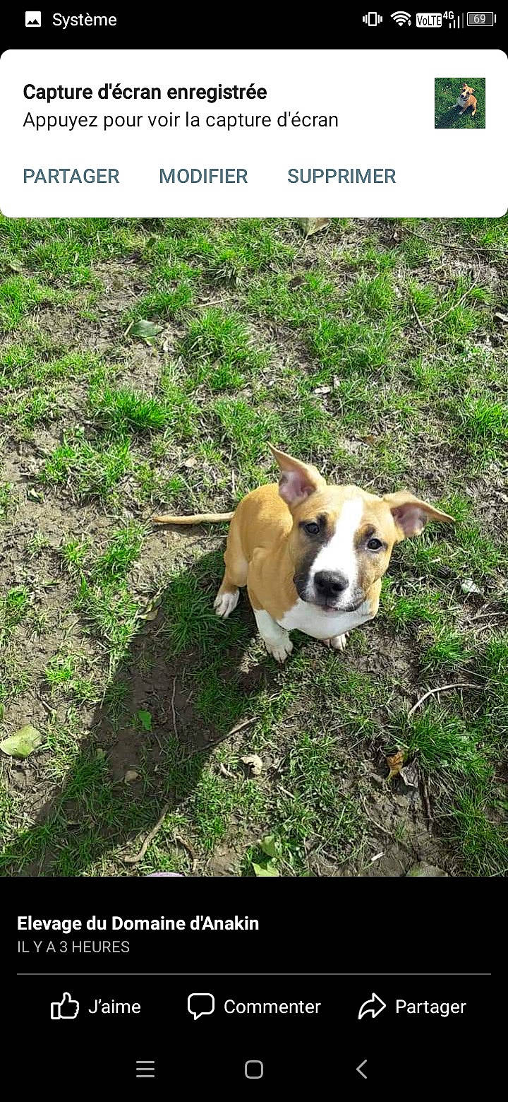 Stellaire a rejoint le concours — aidez-le/la à gagner de superbes lots ! carnivore, collar, companion_dog, dog, dog_breed, dog_supply, fawn, grass, irishjacks, non_sporting_group, paw, photo_caption, plant, soil, sporting_group, tail, terrestrial_animal, terrestrial_plant, working_animal