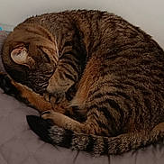 Minnie a rejoint le concours — aidez-le/la à gagner de superbes lots ! cat, tabby, sleeping, curled_up, paw, fur, striped, pet, indoor, quilted_blanket, cozy, resting, animal, mammal, whiskers, tail, cute, relaxed, domestic_cat, feline