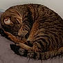 cat, tabby, sleeping, curled_up, paw, fur, striped, pet, indoor, quilted_blanket, cozy, resting, animal, mammal, whiskers, tail, cute, relaxed, domestic_cat, feline