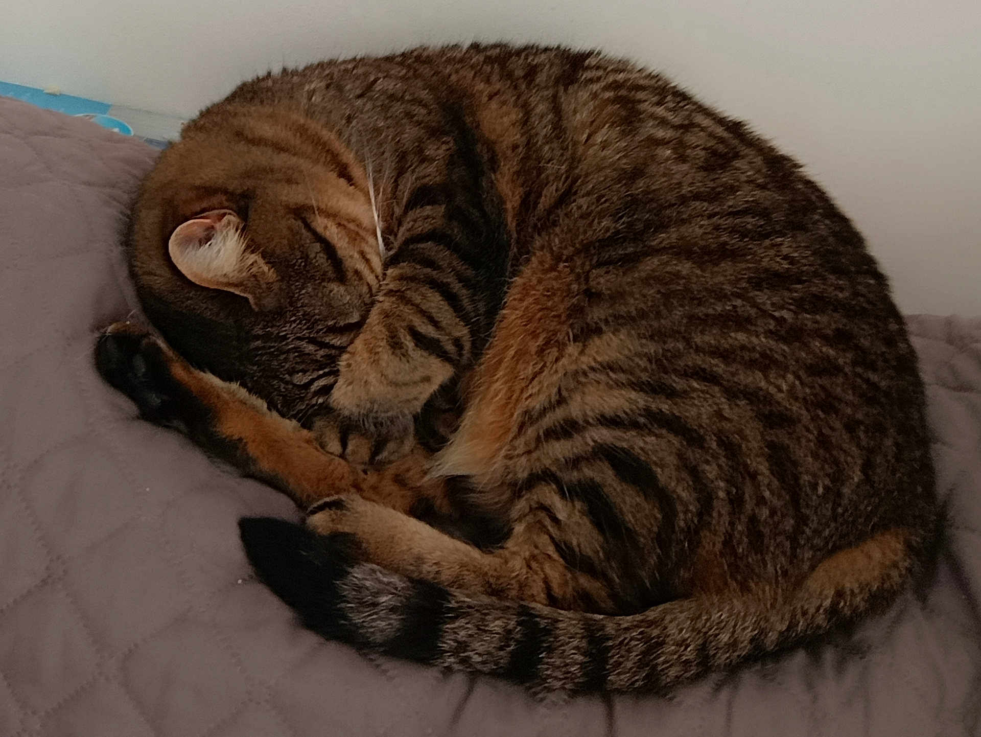 Minnie a rejoint le concours — aidez-le/la à gagner de superbes lots ! cat, tabby, sleeping, curled_up, paw, fur, striped, pet, indoor, quilted_blanket, cozy, resting, animal, mammal, whiskers, tail, cute, relaxed, domestic_cat, feline