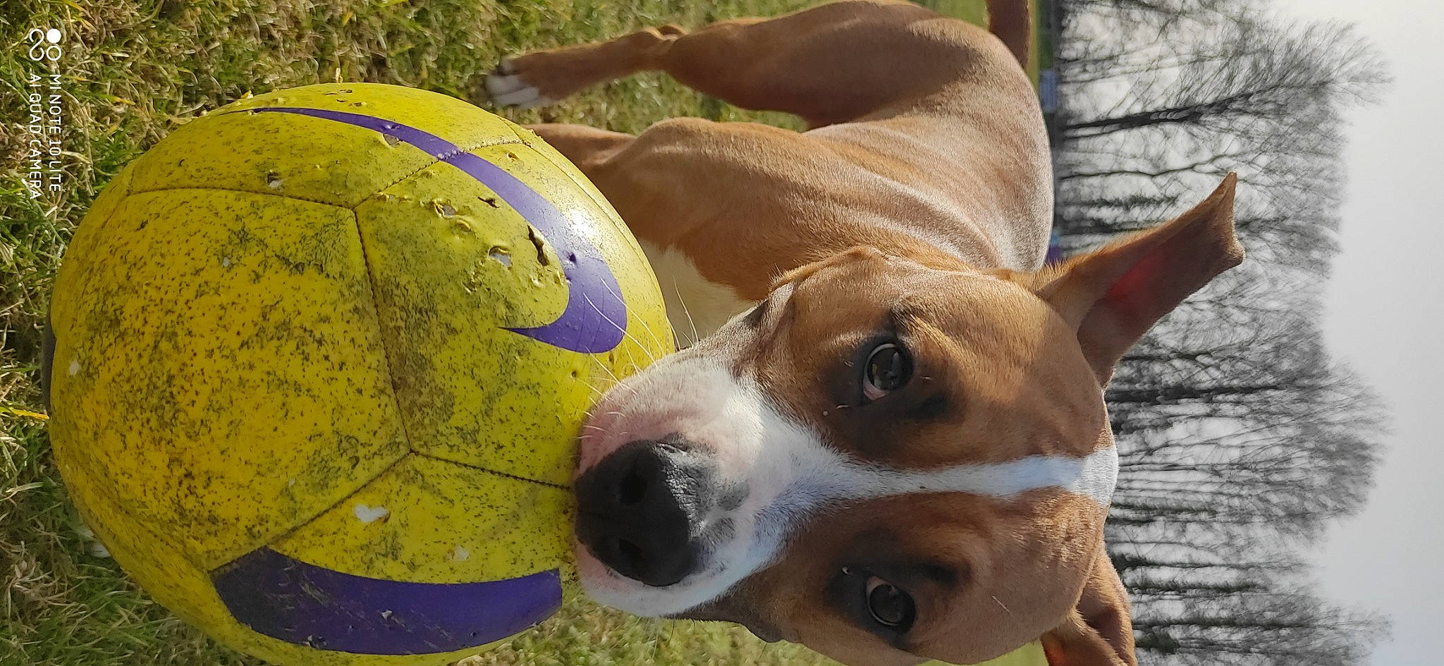 Rocket a rejoint le concours — aidez-le/la à gagner de superbes lots ! ancient_dog_breeds, ball, canidae, carnivore, collar, companion_dog, dog, dog_breed, dog_collar, dog_supply, fawn, hound, personal_protective_equipment, snout, sporting_group, sports_gear, terrestrial_animal, terrier, whiskers, working_animal