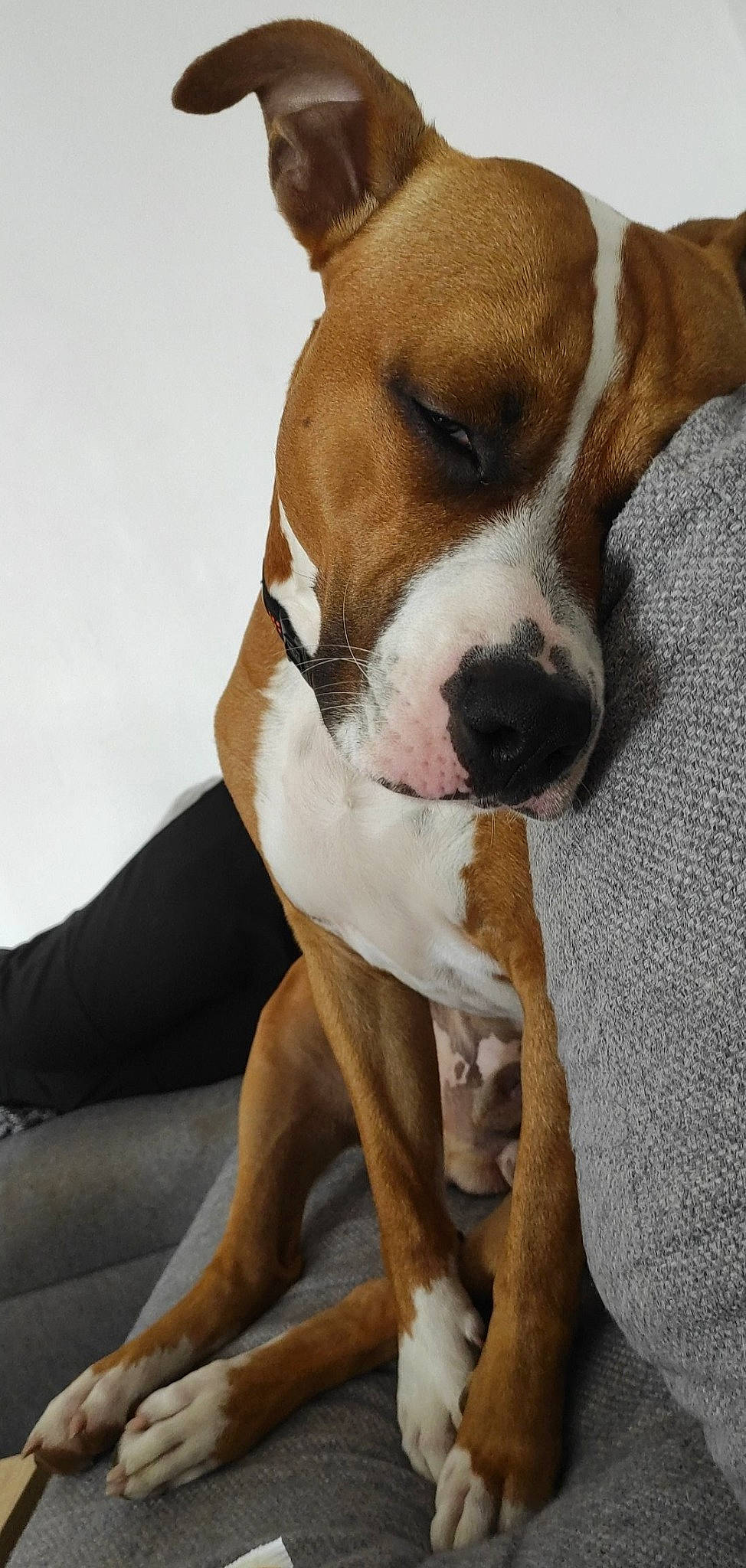 Rocket participe au concours pour gagner de l'argent avec cette photo : ancient_dog_breeds, canidae, carnivore, collar, comfort, companion_dog, dog, dog_breed, dog_supply, fawn, human_leg, knee, paw, sitting, snout, sporting_group, terrier, thigh, whiskers, working_animal