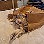 Mio participe au concours pour gagner de l'argent avec cette photo : cat, sleepy, stretching, burlap_bag, bed, indoor, feline, pet, cozy, yawning, striped, tabby, paws, relaxed, fur, whiskers, pink_nose, domestic_cat, resting, cute
