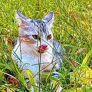 Mio participe au concours pour gagner de l'argent avec cette photo : cat, animal, grass, outdoor, nature, greenery, leaf, pet, feline, wildlife, summer, closeup, mammal, cute, tongue, playful, fur, whiskers, eyes, relaxing