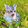 cat, animal, grass, outdoor, nature, greenery, leaf, pet, feline, wildlife, summer, closeup, mammal, cute, tongue, playful, fur, whiskers, eyes, relaxing