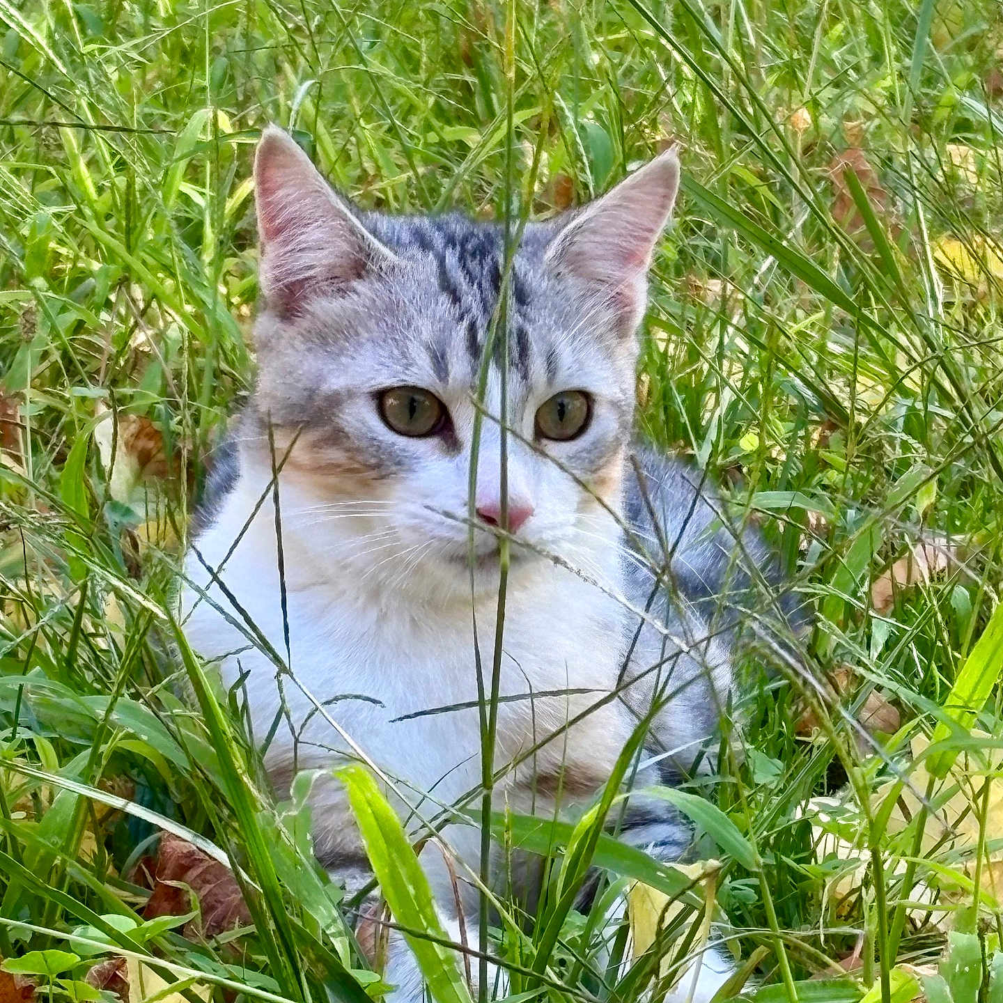 Mio a rejoint le concours — aidez-le/la à gagner de superbes lots ! animal, camouflage, cat, closeup, cute, ears, eyes, feline, fur, grass, greenery, leaf, mammal, nature, outdoor, pet, portrait, relaxing, whiskers, wildlife