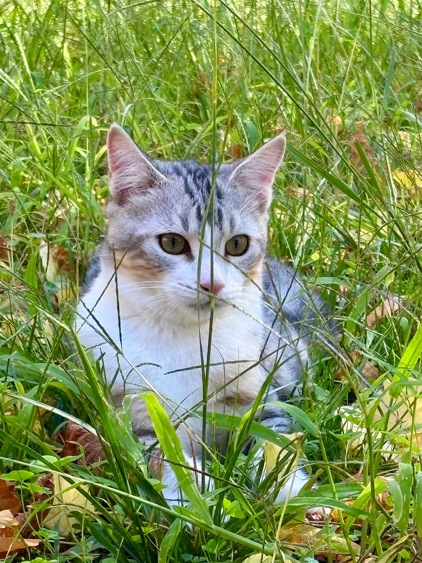 Mio a rejoint le concours — aidez-le/la à gagner de superbes lots ! cat, grass, outdoor, animal, nature, pet, feline, greenery, leaf, wildlife, cute, mammal, closeup, portrait, whiskers, eyes, ears, fur, relaxing, camouflage