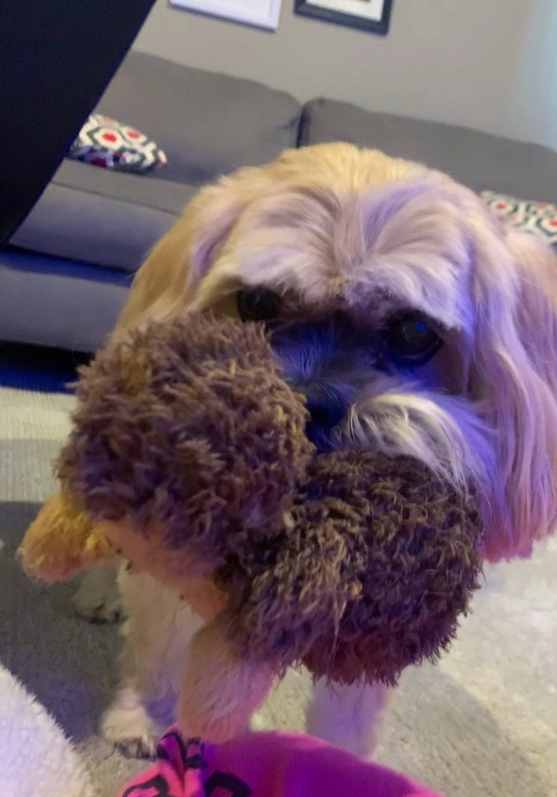 Mr. Gibbs is registered to the contest to win money with this photo: bolonka, canidae, carnivore, chinese_imperial_dog, companion_dog, dog, dog_breed, lhasa_apso, lowchen, maltepoo, maltese, mammal, morkie, non_sporting_group, puppy, rare_breed_dog, schnoodle, shih_tzu, snout, toy_dog