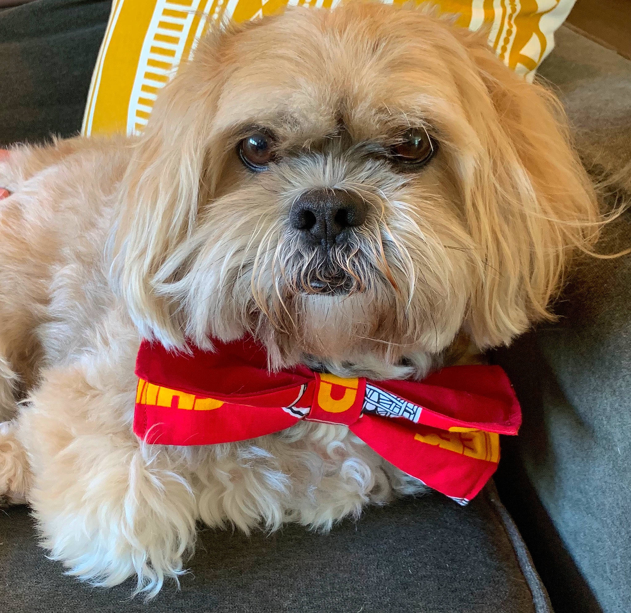 Mr. Gibbs joined the competition — help win amazing prizes! canidae, carnivore, companion_dog, dog, dog_breed, dog_clothes, dog_collar, lhasa_apso, maltepoo, mammal, morkie, pekapoo, puppy, rare_breed_dog, shih_tzu, snout, sporting_group, terrier, toy_dog, yorkshire_terrier