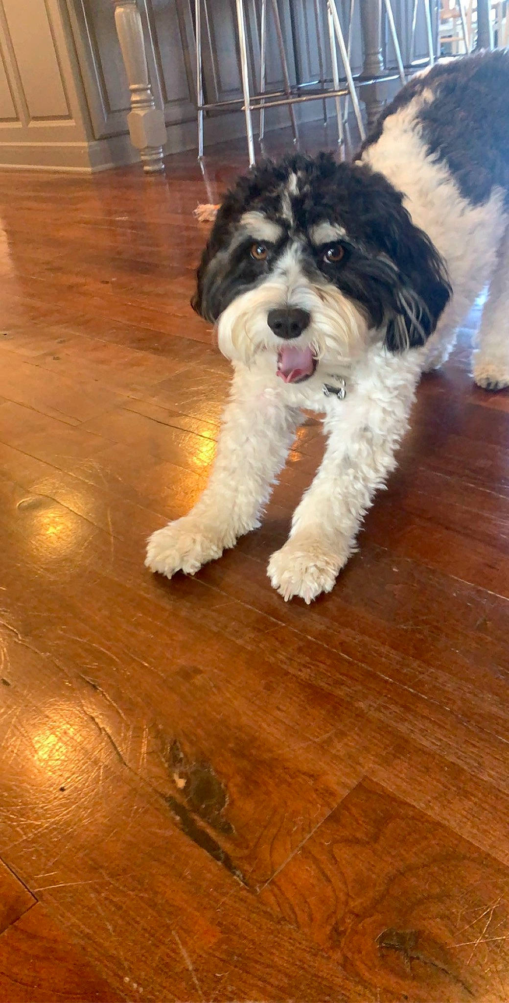 Marlowe joined the competition — help win amazing prizes! canidae, carnivore, cavachon, cavapoo, cockapoo, companion_dog, dog, dog_breed, havanese, kyi_leo, mammal, miniature_schnauzer, morkie, puppy, schnoodle, shih_tzu, snout, sporting_lucas_terrier, tibetan_terrier, vertebrate
