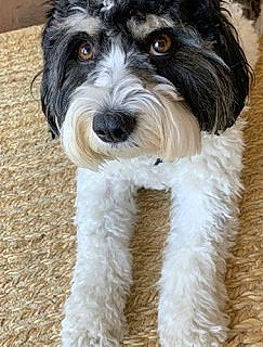 Marlowe is registered to the contest to win money with this photo: briquet_griffon_vendeen, canidae, carnivore, cavapoo, companion_dog, dog, dog_breed, havanese, kyi_leo, mammal, miniature_schnauzer, petit_basset_griffon_vendeen, polish_lowland_sheepdog, rare_breed_dog, schnoodle, snout, sporting_group, terrier, tibetan_terrier, vertebrate