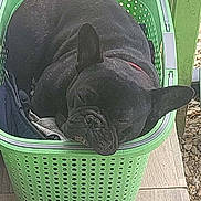 Verone participe au concours pour gagner de l'argent avec cette photo : dog, black_dog, sleeping, basket, green_basket, laundry_basket, pet, animal, resting, ears, floor, tiles, outdoor, sunlight, napping, cute, small_dog, french_bulldog, relaxed, cozy