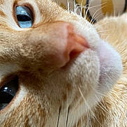 Roy Harel a rejoint le concours — aidez-le/la à gagner de superbes lots ! animal, cat, close_up, closeup, cozy, curious, cute, domestic, eye, feline, fur, ginger_cat, indoor, macro, nose, pet, portrait, soft_texture, warm_colors, whiskers