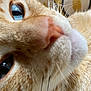animal, cat, close_up, closeup, cozy, curious, cute, domestic, eye, feline, fur, ginger_cat, indoor, macro, nose, pet, portrait, soft_texture, warm_colors, whiskers