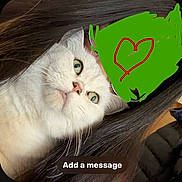 Stella is registered to the contest to win money with this photo: cat, white_cat, green_eyes, person, hair, close_up, face_obscured, scribble, heart, indoor, pet, cute, whiskers, fur, portrait, looking_up, text_overlay, message_prompt, cozy, companion