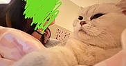 Stella is registered to the contest to win money with this photo: animal, bed, blanket, cat, comfort, cozy, cute, domestic, feline, fluffy, furniture, home, indoor, person, pet, portrait, relaxed, resting, soft_light, white_cat