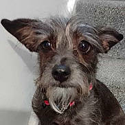 Gertie joined the competition — help win amazing prizes! dog, pet, canine, fur, ears, beard, collar, stairs, carpet, closeup, portrait, animal, brown, black, whiskers, indoor, cute, curious, small, face