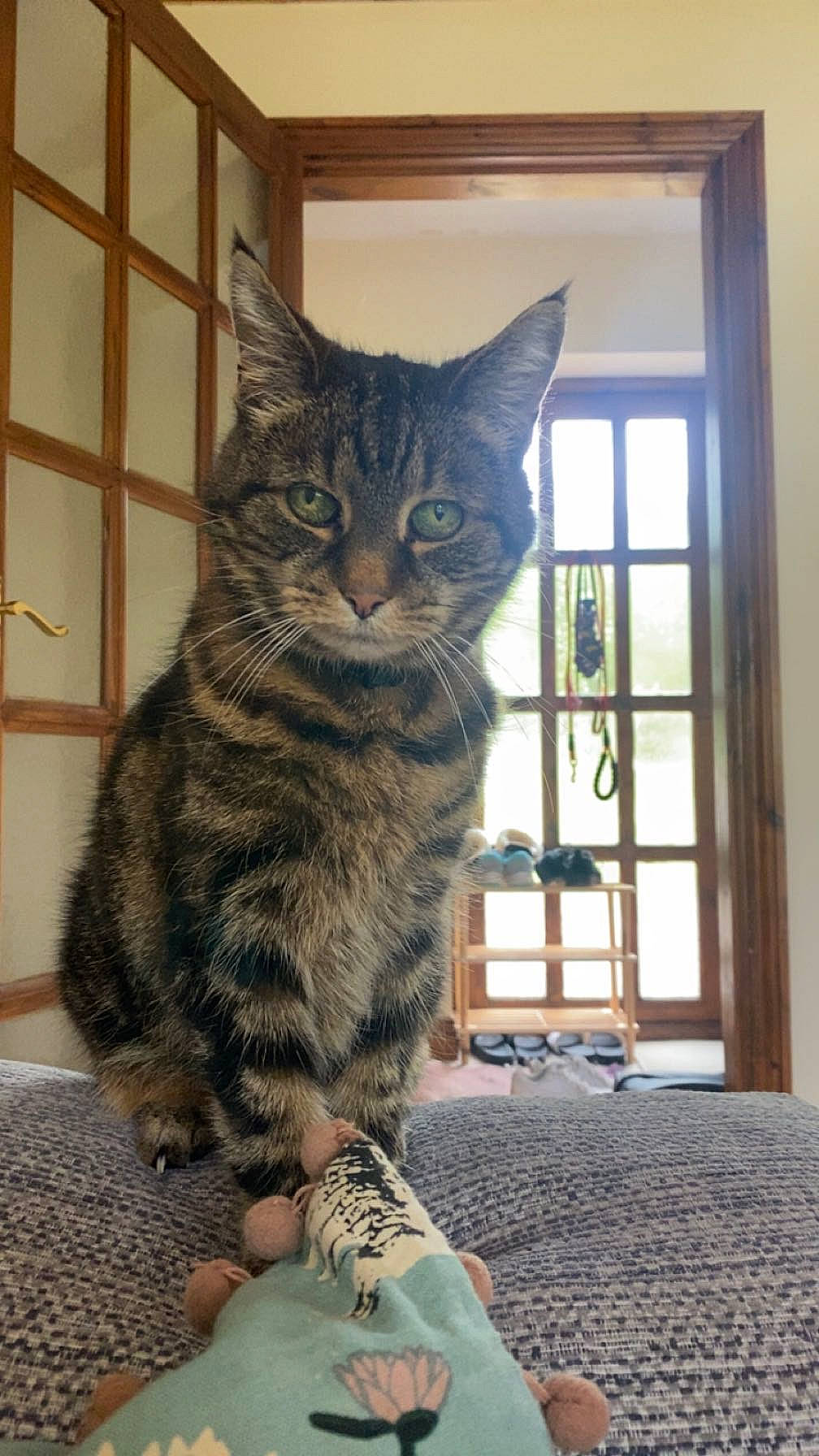 Katie is registered to the contest to win money with this photo: carnivore, cat, domestic_short_haired_cat, felidae, flooring, fur, paw, sitting, small_to_medium_sized_cats, tail, terrestrial_animal, whiskers, window