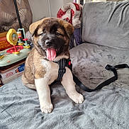 Neve is registered to the contest to win money with this photo: animal, blanket, brown_fur, couch, cozy, cute, dog, furniture, happy, harness, home, indoor, leash, pet, puppy, sitting, tongue_out, toy, white_paws, young