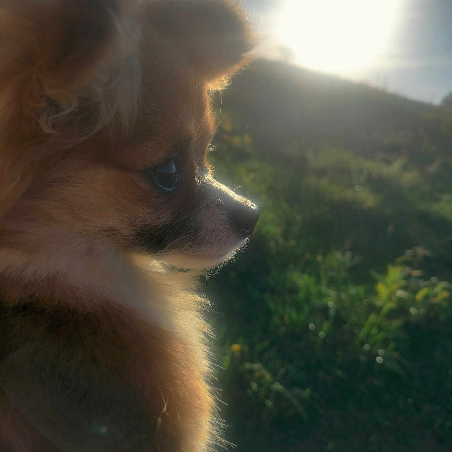 Fluffy joined the competition — help win amazing prizes! animal, bodypart, canine, chihuahua, cockerspaniel, dog, eskimodog, finger, flare, hand, light, nature, outdoors, papillon, person, pet, puppy, sky, sun, sunlight