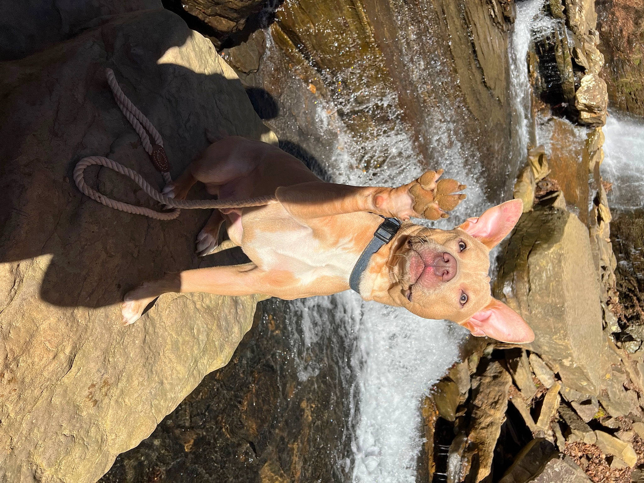 Calypso