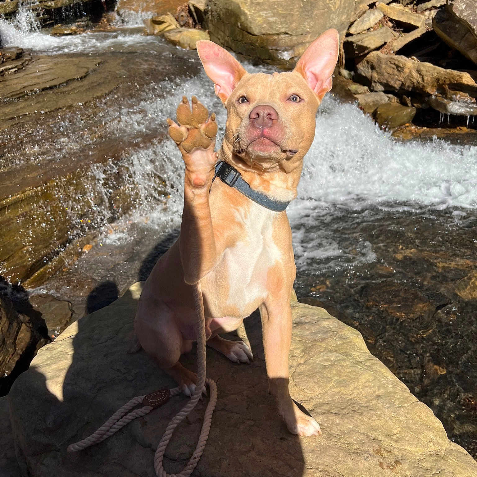 Calypso