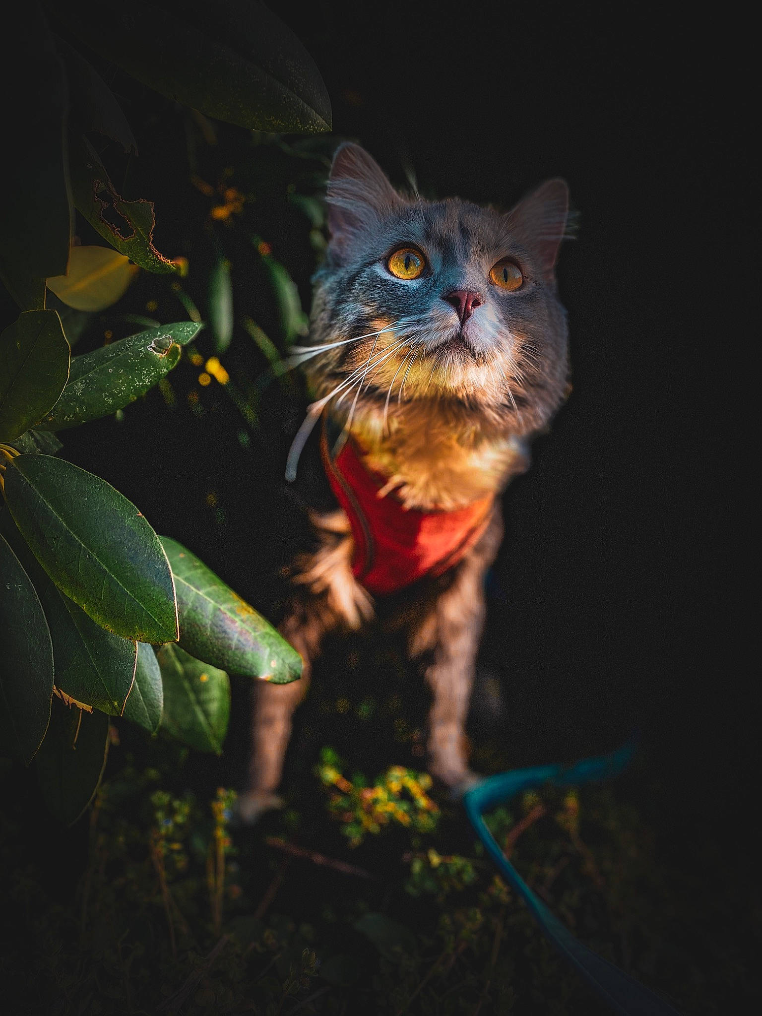Leo