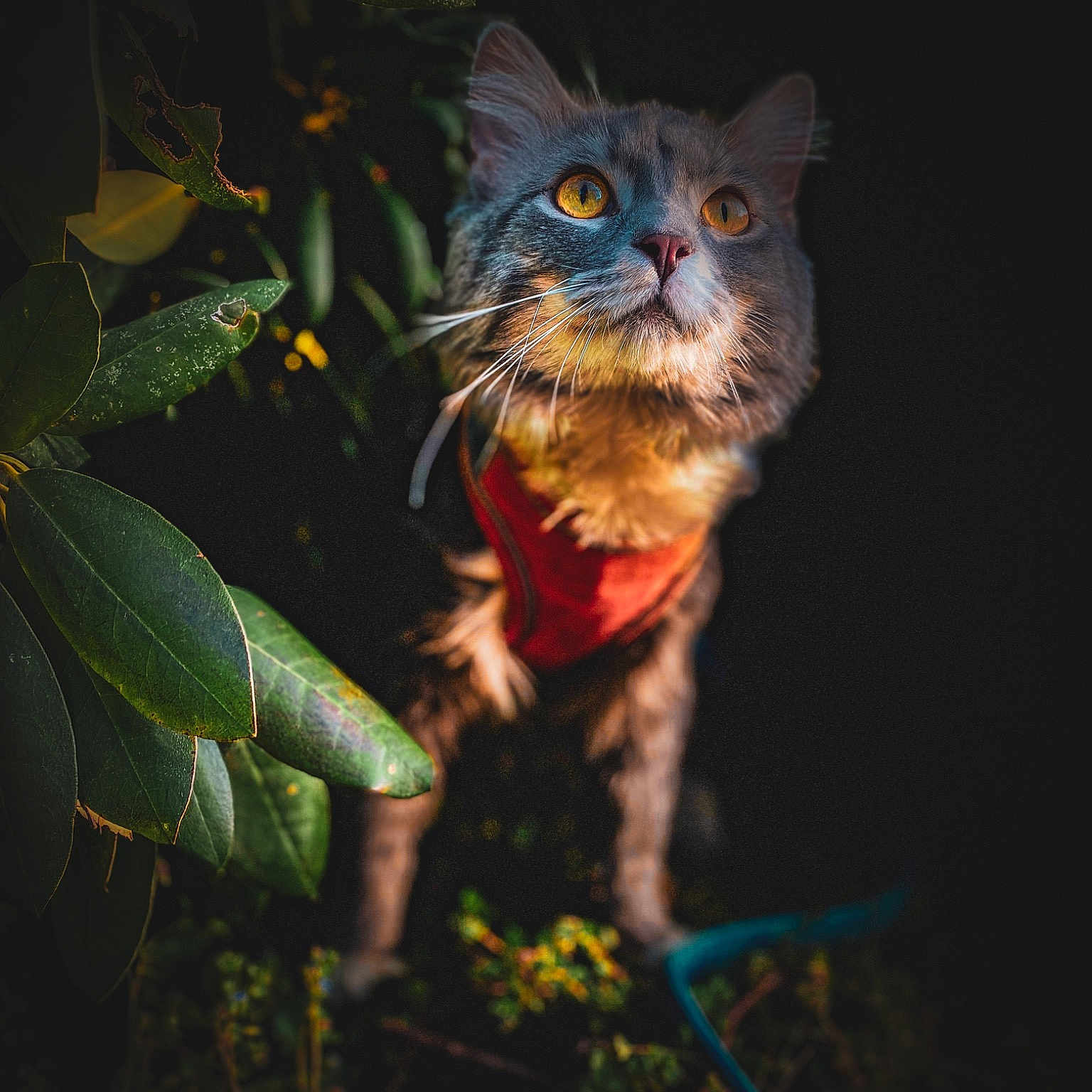 Leo