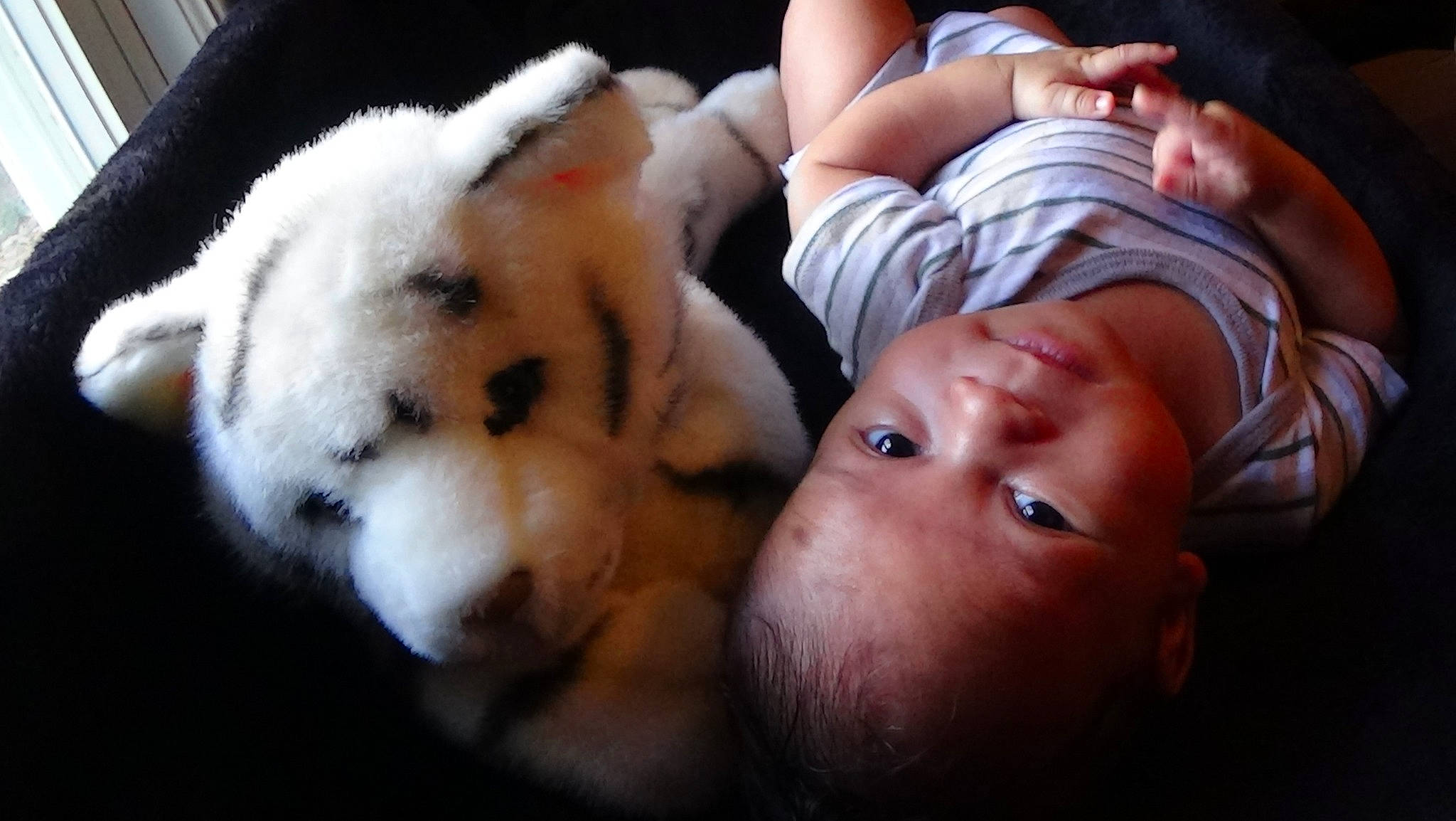 Anubis joined the competition — help win amazing prizes! baby, canidae, carnivore, child, comfort, companion_dog, dog, dog_breed, fawn, fun, fur, happy, nap, nose, person, puppy_love, sitting, sleep, sporting_group, toddler