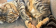 Muffin is registered to the contest to win money with this photo: cat, tabby_cat, sleeping, fur, whiskers, close_up, couch, indoor, pet, relaxation, cozy, paws, striped, feline, animal, resting, soft, domestic_cat, warm_light, nap