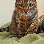 Muffin joined the competition — help win amazing prizes! cat, tabby, pet, animal, feline, whiskers, ears, eyes, fur, paw, bed, blanket, indoor, cute, curious, mammal, domestic, closeup, soft, cozy