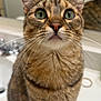 Muffin is registered to the contest to win money with this photo: cat, tabby, green_eyes, whiskers, fur, sitting, bathroom_sink, mirror, reflection, close_up, pet, curious, indoor, feline, animal, portrait, domestic_cat, cute, looking_up, young_cat