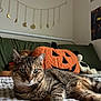 Muffin is registered to the contest to win money with this photo: cat, tabby_cat, bed, plush_toy, pumpkin_plush, stuffed_animal, green_pillow, blanket, indoor, feline, resting, cozy, autumn, decor, striped_fur, whiskers, ears, eyes, relaxed, home