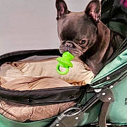Lillie Bean joined the competition — help win amazing prizes! dog, french_bulldog, puppy, pet, animal, stroller, pacifier, green_pacifier, ears, short_snout, brindle_coat, sitting, indoor, pet_carrier, wheels, blanket, cushion, portrait, funny, companion