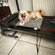 Loulou a rejoint le concours — aidez-le/la à gagner de superbes lots ! dog, small_dog, treadmill, cushion, indoor, floor_tiles, radiator, furniture, yawning, tongue_out, sleepy, relaxed, pet, animal, home, cozy, patterned_cushion, beige_dog, long_fur, paw