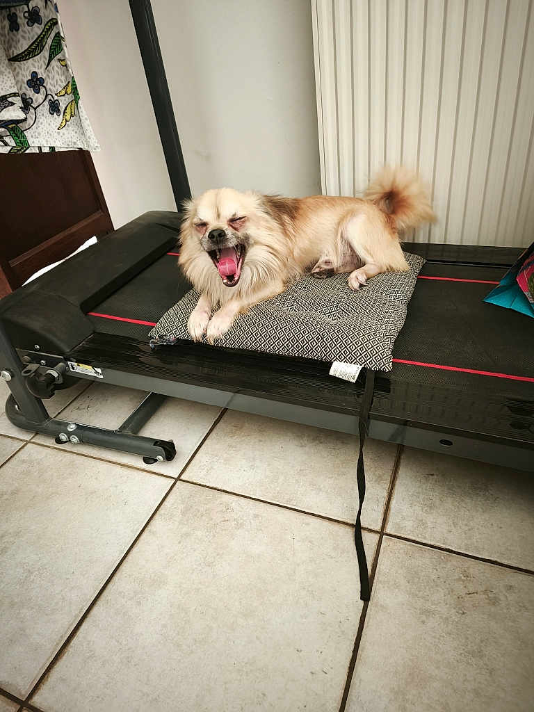 Loulou a rejoint le concours — aidez-le/la à gagner de superbes lots ! dog, small_dog, treadmill, cushion, indoor, floor_tiles, radiator, furniture, yawning, tongue_out, sleepy, relaxed, pet, animal, home, cozy, patterned_cushion, beige_dog, long_fur, paw