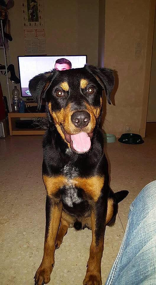 Falco a rejoint le concours — aidez-le/la à gagner de superbes lots ! black_and_tan_terrier, canidae, carlin_pinscher, carnivore, companion_dog, dog, dog_breed, fawn, huntaway, hunting_dog, mammal, rare_breed_dog, rottweiler, snout, sporting_group, vertebrate, working_dog