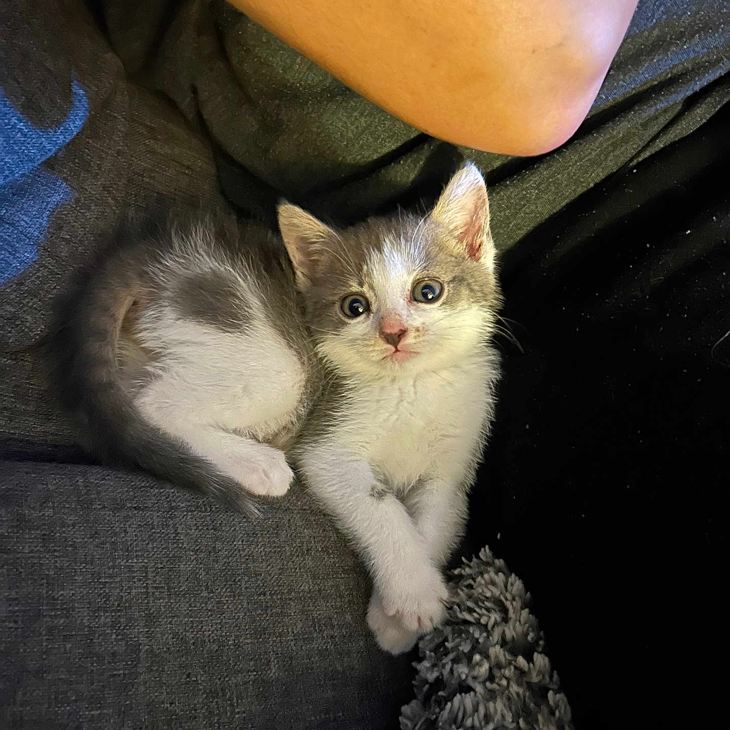 Violette participe au concours pour gagner de l'argent avec cette photo : abyssinian, angora, animal, baby, blanket, cat, couch, face, furniture, head, kitten, manx, person, pet, photography, portrait, siamese, skin, sleeping, tattoo