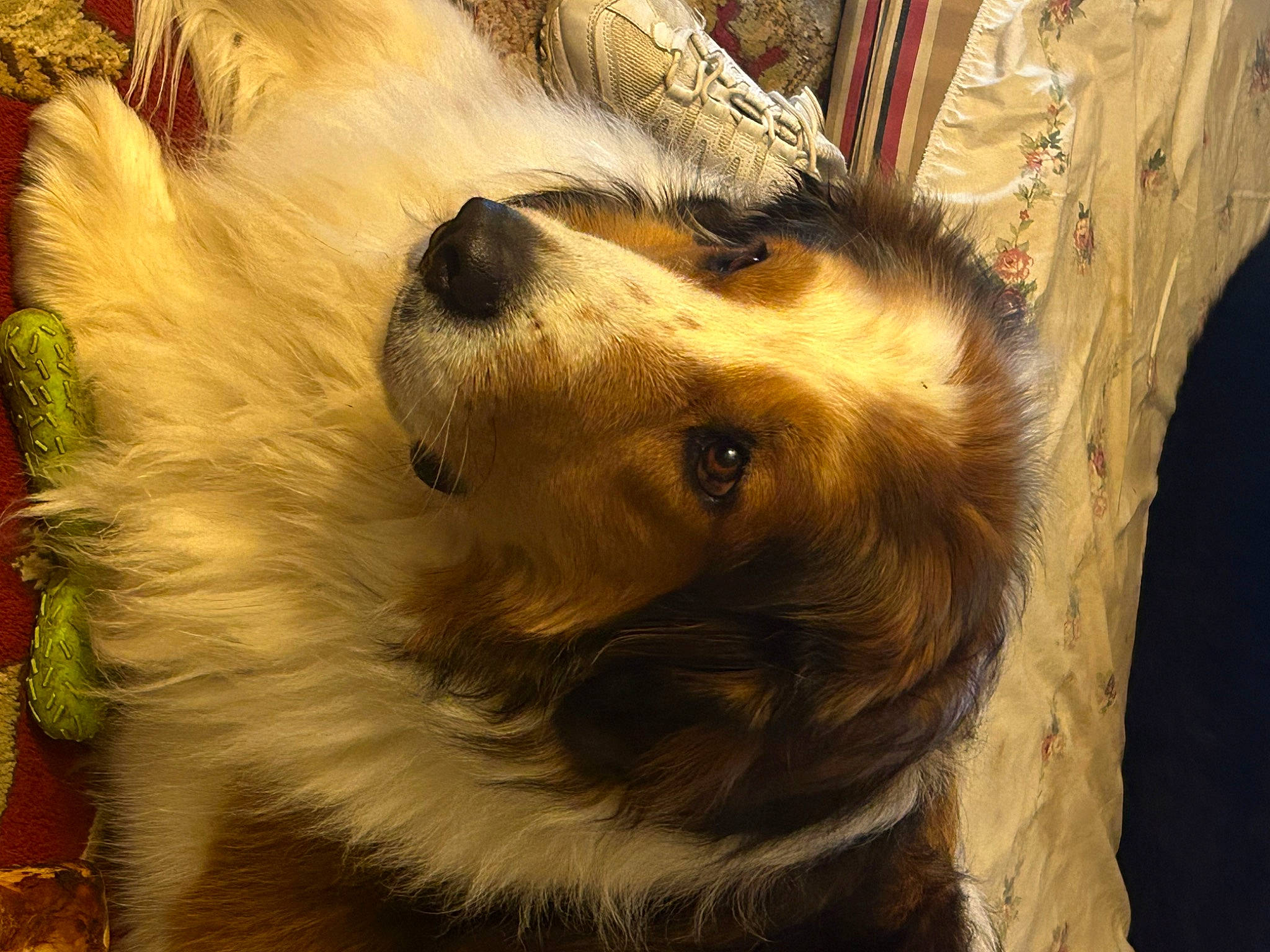 Bearly joined the competition — help win amazing prizes! canidae, carnivore, collie, companion_dog, dog, dog_breed, fawn, fur, giant_dog_breed, herding_dog, paw, rough_collie, scotch_collie, shetland_sheepdog, snout, sporting_group, whiskers, wildlife, wood, working_animal