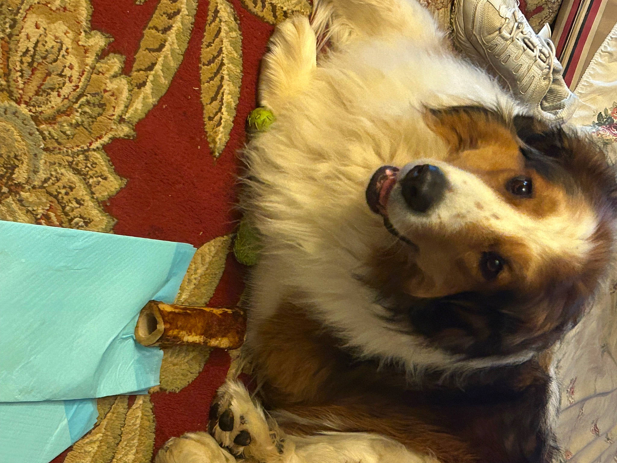 Bearly joined the competition — help win amazing prizes! canidae, canis, carnivore, companion_dog, dog, dog_breed, fawn, fur, german_spitz, herding_dog, paw, snout, spitz, sporting_group, terrestrial_animal, volpino_italiano, whiskers, wildlife, working_animal, working_dog