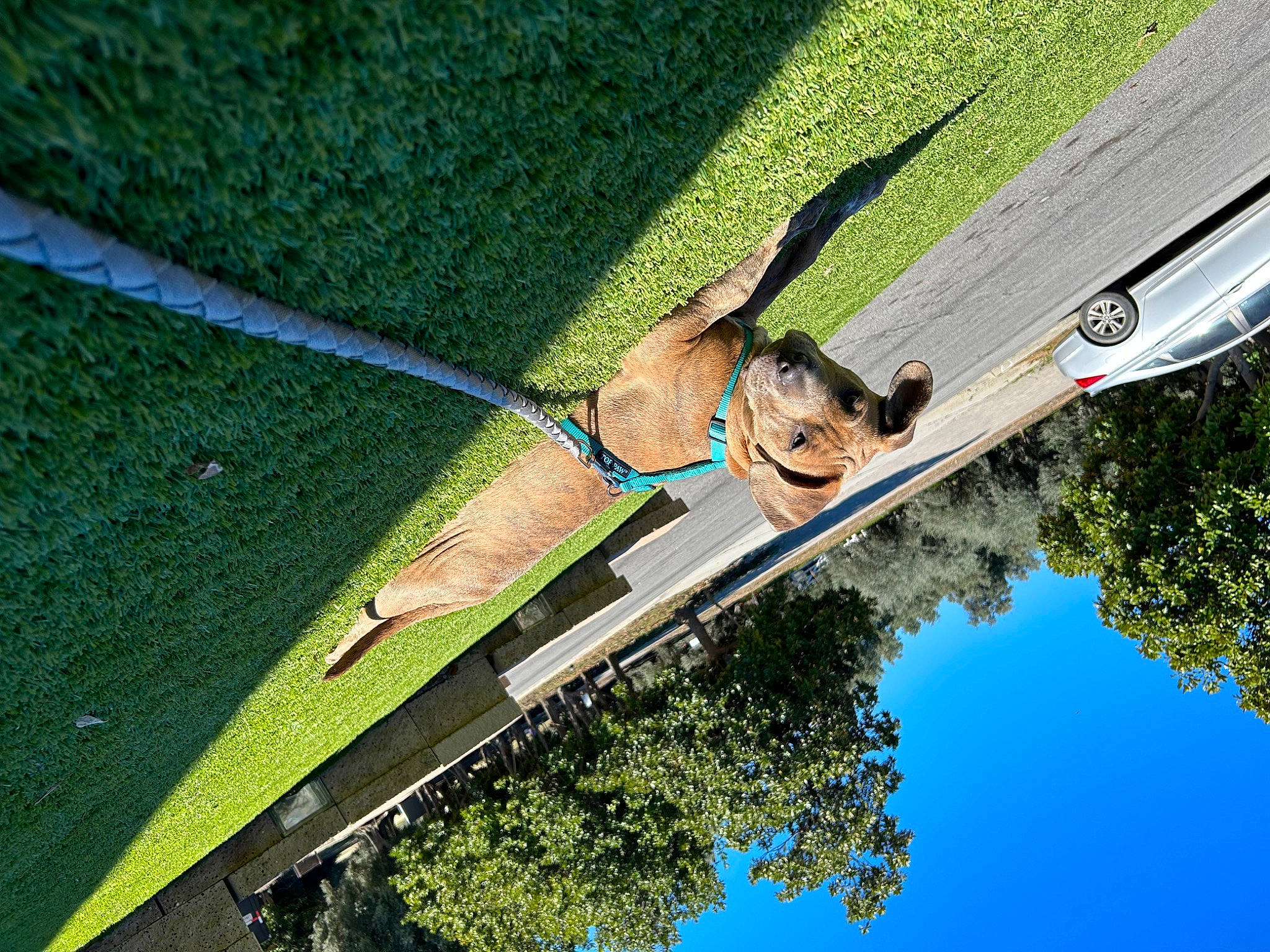 Bossy Boy is registered to the contest to win money with this photo: fun, grass, jumping, leisure, people_in_nature, plant, pole, recreation, rope, sky, smile, sport_climbing, sports, sunglasses, tree, water