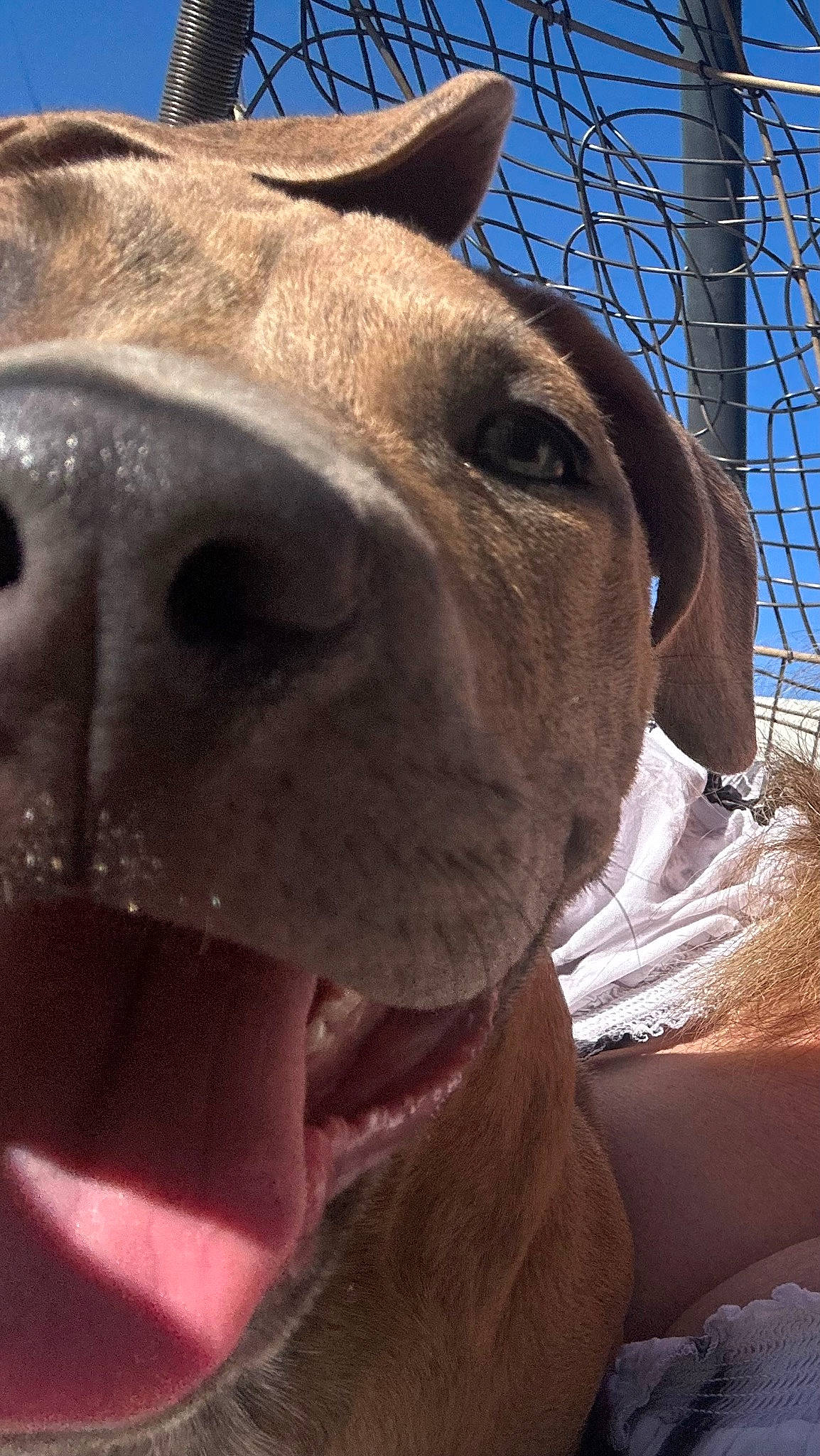 Bossy Boy is registered to the contest to win money with this photo: canidae, carnivore, collar, companion_dog, dog, dog_breed, dog_collar, ear, fawn, fur, jaw, liver, nose, sky, snout, sporting_group, terrestrial_animal, whiskers, working_animal, wrinkle