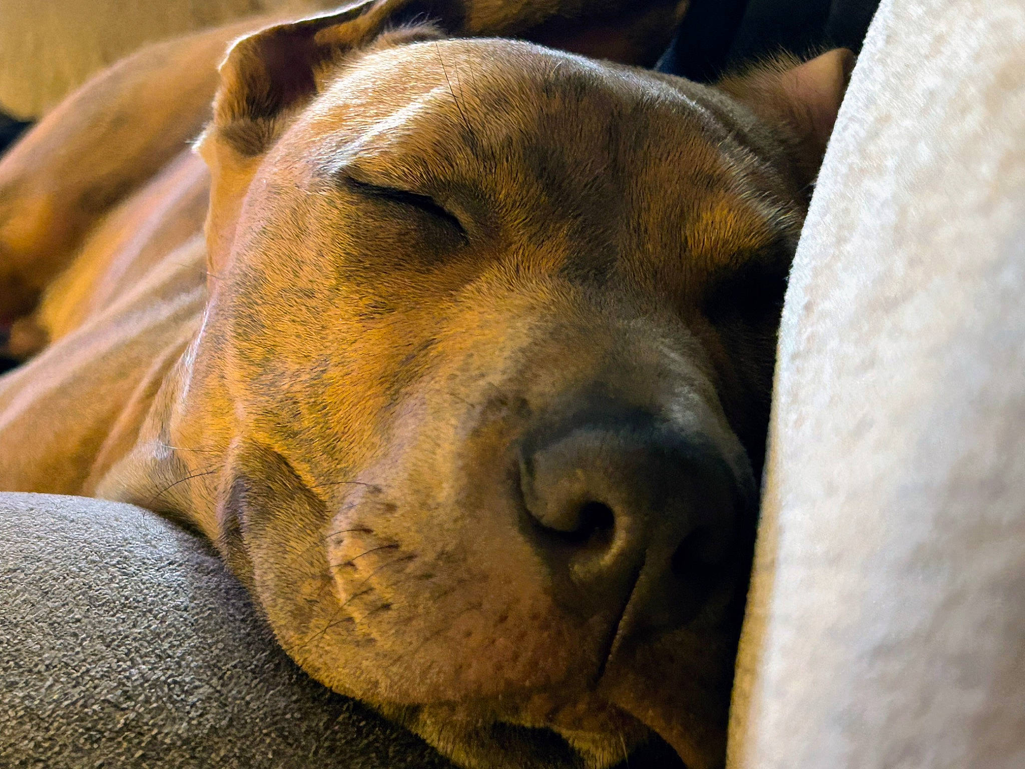 Bossy Boy joined the competition — help win amazing prizes! canidae, carnivore, companion_dog, dog, dog_breed, fawn, giant_dog_breed, guard_dog, hunting_dog, liver, molosser, non_sporting_group, sporting_group, terrestrial_animal, whiskers, wildlife, working_animal, working_dog, wrinkle