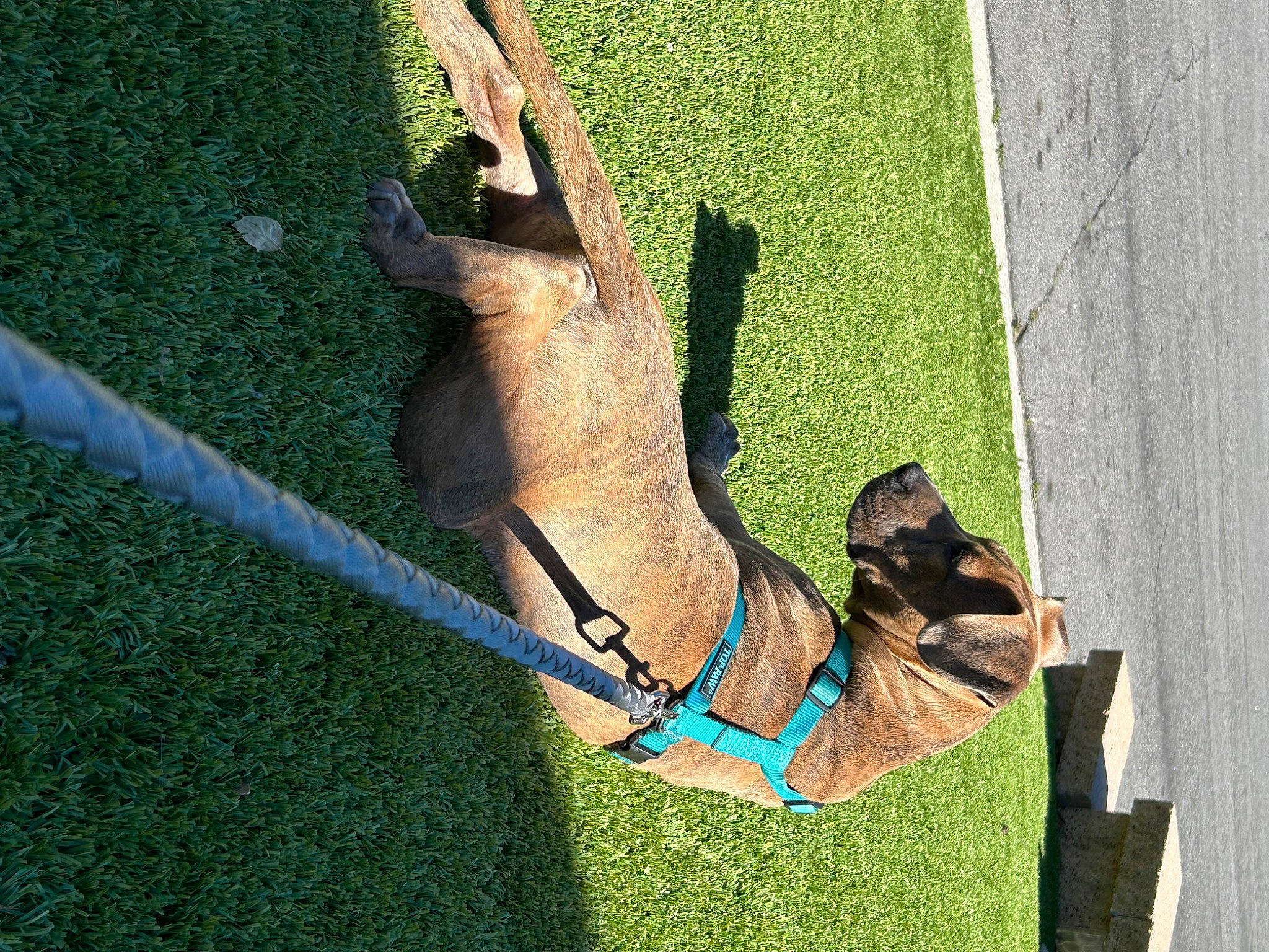 Bossy Boy joined the competition — help win amazing prizes! carnivore, dog, dog_breed, electric_blue, fawn, foot, gesture, grass, human_body, human_leg, jeans, knee, lawn, leash, leg, leisure, people_in_nature, sandal, thigh, wrist