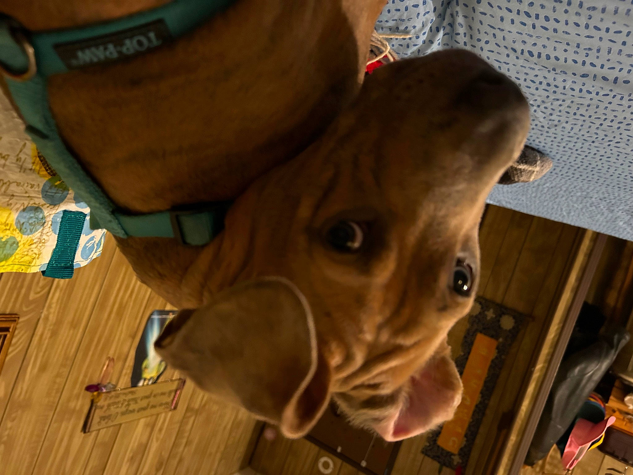 Bossy Boy joined the competition — help win amazing prizes! canidae, carnivore, dog, dog_breed, fawn, flooring, hardwood, human_body, liver, military_camouflage, pattern, personal_protective_equipment, selfie, snout, sporting_group, terrestrial_animal, whiskers, wood, working_animal, wrinkle