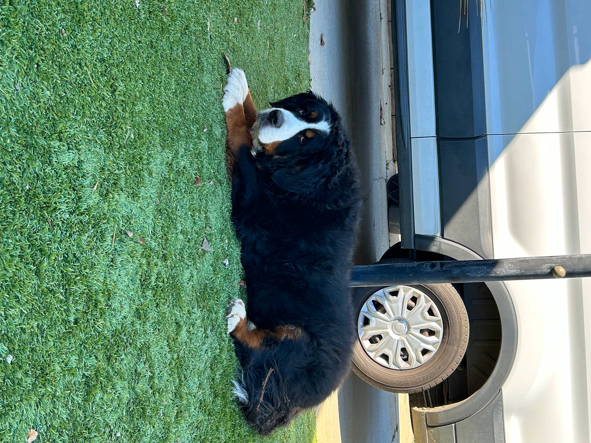 Lil Feet is registered to the contest to win money with this photo: auto_part, automotive_tire, automotive_wheel_system, canidae, carnivore, dog_breed, felidae, fender, fur, grass, rim, shadow, small_to_medium_sized_cats, sporting_group, tail, tire, tread, vehicle, vehicle_door, wheel