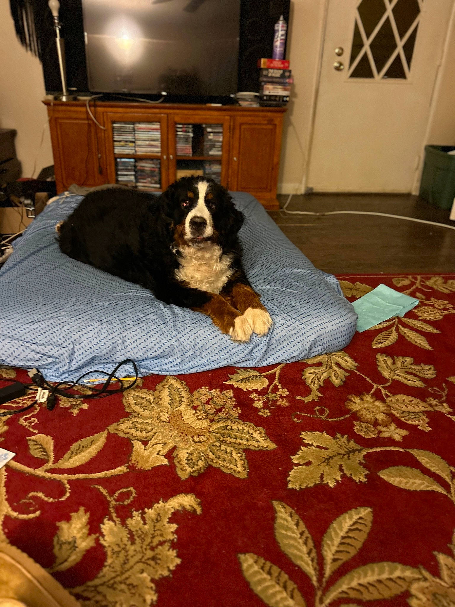 Lil Feet joined the competition — help win amazing prizes! brown, cabinetry, carnivore, carpet, comfort, companion_dog, dog, dog_breed, door, floor, flooring, hardwood, lamp, linens, living_room, picture_frame, room, rug, wood, working_animal